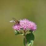 Photo by Alex Bruell