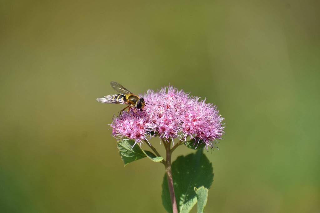 Photo by Alex Bruell