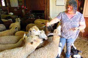 Photo by Ray Miller-Still
Carolynn Bernard knows all the name of the sheep she cares for; some people donate money to the Bless Ewe sanctuary to adopt their own sheep and set up monthly Zoom calls with them.