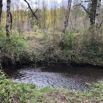The King County Water and Land Resources Devision will be planting native species along the Green River and helping adapt the habitat to better suit the salmon that use it in the fall and early winter. Photo courtesy Recreation and Conservation Office
