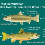 This chart is from the National Park Service.