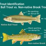 This chart is from the National Park Service.