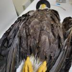 Photo by Featherhaven/David Ward