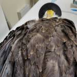 The bald eagle was brought to Pine Tree Veterinary Clinic in Maple Valley and was anesthetized for an examination. See X-rays and full-sized photos at the end of the article. Photo by Featherhaven/David Ward