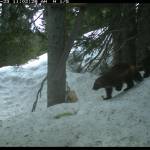 Joni and her kits sniff around a tree on Mount Rainier in late May of this year.