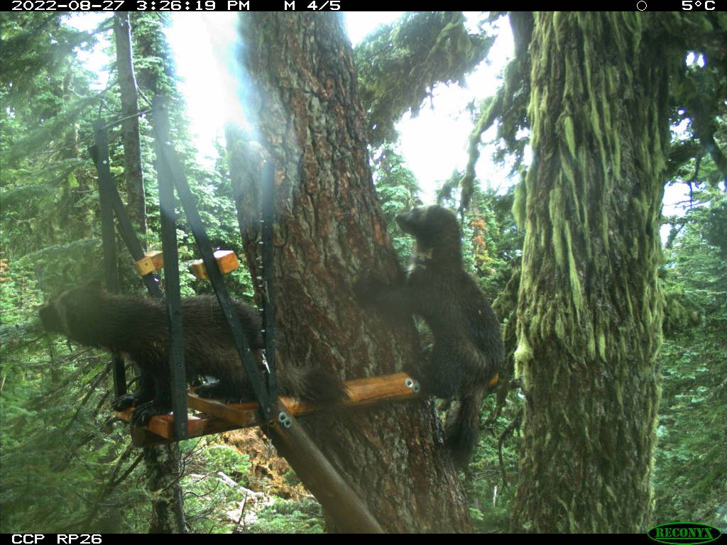 Jonis family is caught on a trail cam in late October of this year.