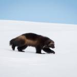 Jonis son Dale, born in 2021, strides across a blanket of snow on Mount Rainier in January of this year. He now has at least three other siblings who share the mountain, not to mention his mom and dad. Photo by Kayla Shively