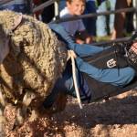 A kid mutton busts, or rides a sheep, at the 2022 King County Fair. Photos by Alex Bruell.