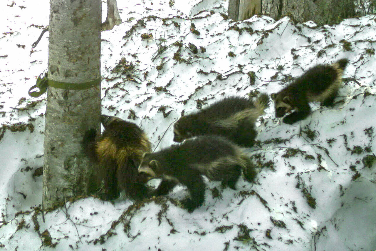 Joni the wolverine leading her triplets through a monitoring station outside Mount Rainier National Park. The station snags DNA samples from the wolverines for testing and takes photos for the Cascades Carnivore Project. Contributed photo
