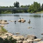 PHOTO BY KEVIN HANSON
Because it stretches 40 miles, the Centennial Trail has some distinctly different elements. For example, the trail passes by the historic clock tower (built in 1903) in Spokanes Riverfront Park, where crowds gather; as trail guests inch closer toward Idaho, their only company might be a flock of geese.