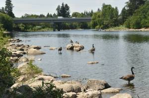 PHOTO BY KEVIN HANSON
Because it stretches 40 miles, the Centennial Trail has some distinctly different elements. For example, the trail passes by the historic clock tower (built in 1903) in Spokanes Riverfront Park, where crowds gather; as trail guests inch closer toward Idaho, their only company might be a flock of geese.