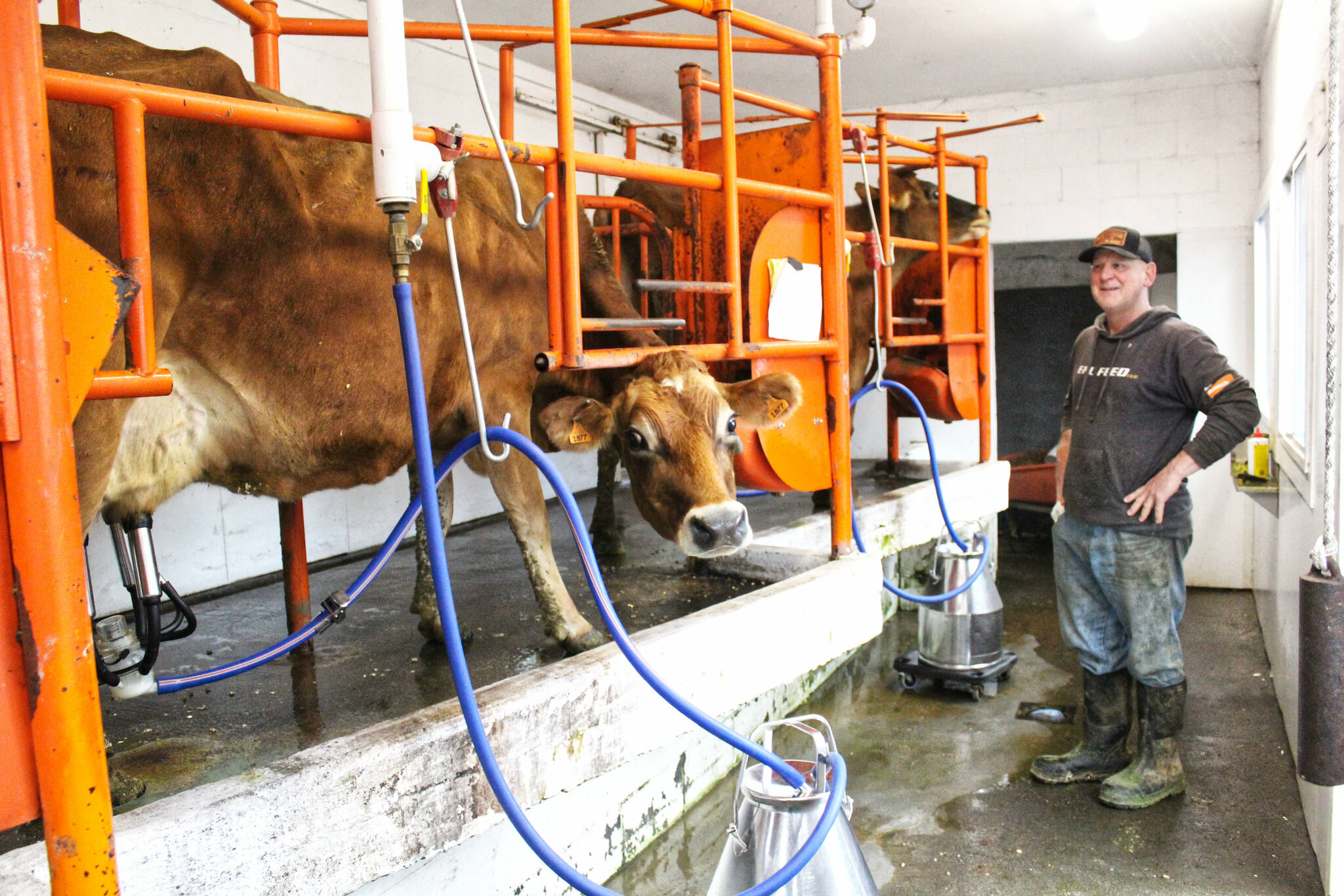 Photo by Ray Miller-Still
Enumclaws Fantello Creamery was recently honored with A Greener World animal welfare certification, proving the farms dairy cows are well-cared for. Pictured is Paul Fantello and Luisa; all of the 20 cows have Italian names to honor Fantells grandmother.