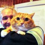 Local furball Simon has high hopes to be America's favorite cat. Photo by Ray Miller-Still