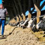 Leann Krainick being interviewed by King 5 while her cows chow down. Photo by Ray Miller-Still