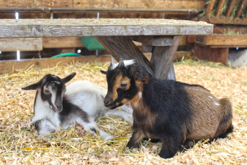 Photo by Ray Miller-Still