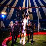 Photo courtesy Culpepper & Merriweather Circus 
Two of the horses performing with the Loyal family used to be work horses, but were sold to the circus when they didnt work out.