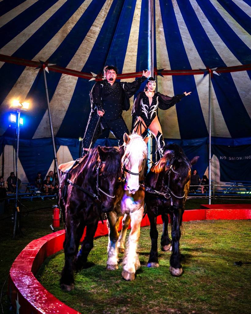 Photo courtesy Culpepper & Merriweather Circus 
Two of the horses performing with the Loyal family used to be work horses, but were sold to the circus when they didnt work out.