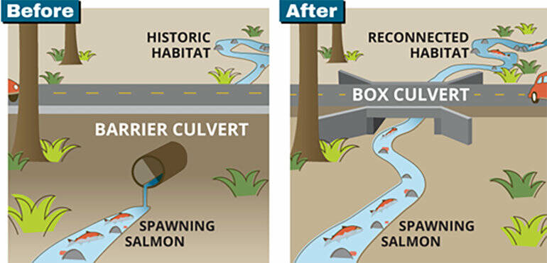 The differences between a barrier culvert and a box culvert. Image courtesy King County