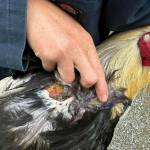 A Rooster Haven employee revealing an injury a rooster received while being condition for cockfighting.