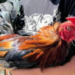 Photos courtesy Heartwood Haven 
One of the roosters rescued from the Aug. 1 cockfighting ring bust in Buckley.