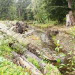 A little more than half a mile of the Boise Creek through the Enumclaw Golf Course has been rerouted to follow the eastern tree line to better protect salmon and trout. Photo by Ray Miller-Still