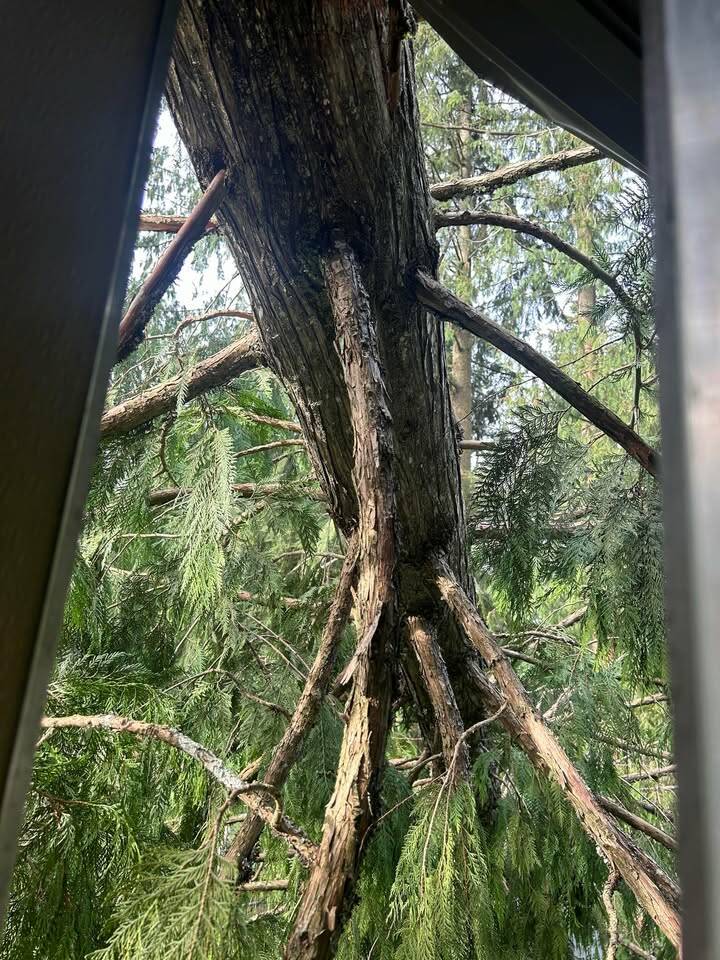 This tree fell onto Cecilee Hughes' new home during the bomb cyclone. Courtesy photo