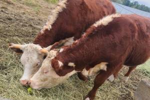 Courtesy photo
These two cows were found shot in the head this morning, Feb. 21, in a pasture in the Newaukum area outside Enumclaw.