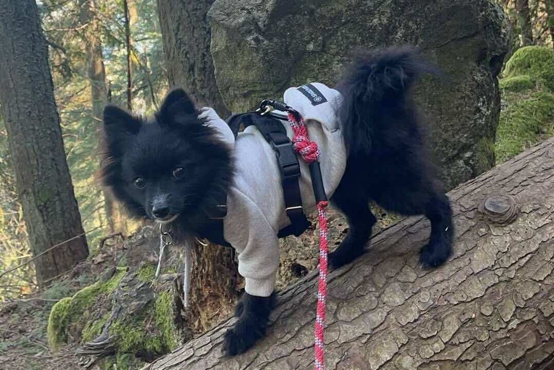 Facebook photo
Vanny, a black Pomeranian, was taken by a man on the Cal Magnusson trail on March 18.