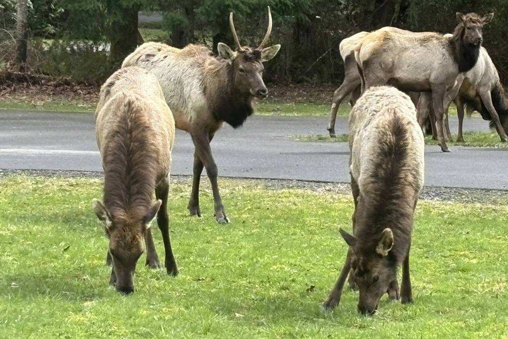 Elk at Dosewallips State Park. Photo by Kevin Hanson