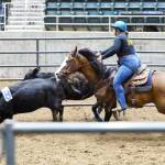 SUBMITTED PHOTO
Enumclaw High's Payton Clerget competes in Cow Sorting.