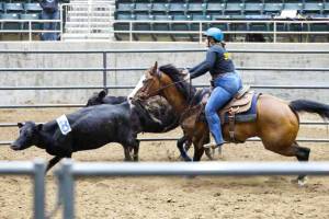 SUBMITTED PHOTO
Enumclaw High's Payton Clerget competes in Cow Sorting.