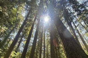 Photo by Kevin Hanson
Land of the Giants, indeed.