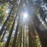 Land of the Giants, indeed. Photo by Kevin Hanson