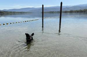 PHOTO BY SHARON HANSON 
A large swimming area is a popular feature at family-friendly Wenatchee Confluence State Park. Here, Rosie enjoys a quick dip in the Columbia River on a warm day.