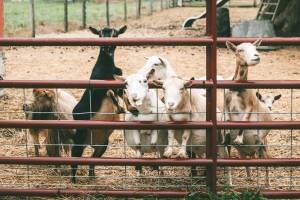 Baby goats galore will again visit the Simple Goodness Sisters Soda Shop for the annual Goats and Garlic Festival. Submitted Photo