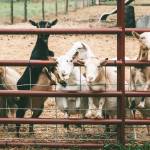 Baby goats galore will again visit the Simple Goodness Sisters Soda Shop for the annual Goats and Garlic Festival. Submitted Photo