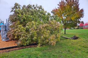 A tree blew down at Dwight Garrett Park in Enumclaw during the last windstorm the weekend of Oct. 24. Photo by Ray Miller-Still