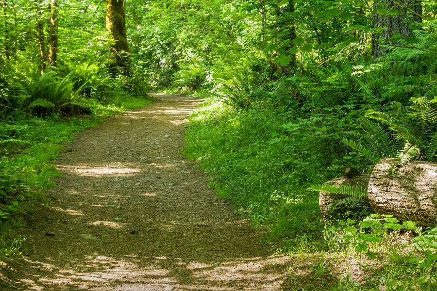 The 1.5 mile trail at Nolte State Park is mostly flat, with a steep incline at one point. Still, its good for beginners. Photo courtesy Washington State Parks
