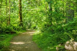 Nolte State Park  though itll look different on Jan. 1 than it does in this photo, taken in the summer. Photo courtesy Washington State Parks