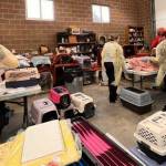 Volunteers triaged cats after the seizure to help determine what sort of aid and treatment the animals needed. Photo courtesy Buckley Police Department