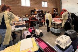 Volunteers triaged cats after the seizure to help determine what sort of aid and treatment the animals needed. Photo courtesy Buckley Police Department
