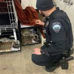 A Buckley Police Officer on the scene of the seizure. Photo courtesy Buckley Police Department