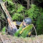 Night fell quickly as Washington State Animal Response Team secured Pepper for a steep climb. Photo courtesy WASART