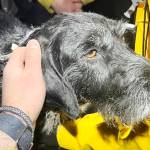 WASART said Pepper was a great sport during the entire operation. Photo courtesy WASART