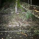 About 30 trees fell on SR 410 last night, cutting the town of Greenwater off from Enumclaw; it took crews from sunrise to about 11 a.m. to clear the debris. Photos courtesy WSDOT