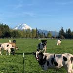 Enumclaw's Krainick Dairy is one of the remaining dairy farms on the Plateau; they produce upward of 9,000 gallons of milk a day for Darigold. Photo courtesy Krainick Dairy