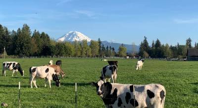 Enumclaw's Krainick Dairy is one of the remaining dairy farms on the Plateau; they produce upward of 9,000 gallons of milk a day for Darigold. Photo courtesy Krainick Dairy
