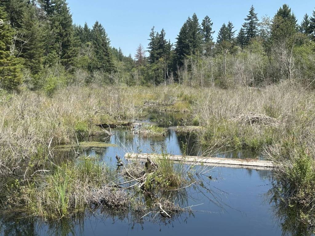 PHOTO BY KEVIN HANSON A wood bridge over Ravensdale Creek provides tranquil scenery, a partial view of a beaver dam and (if one is lucky) a heron in flight.